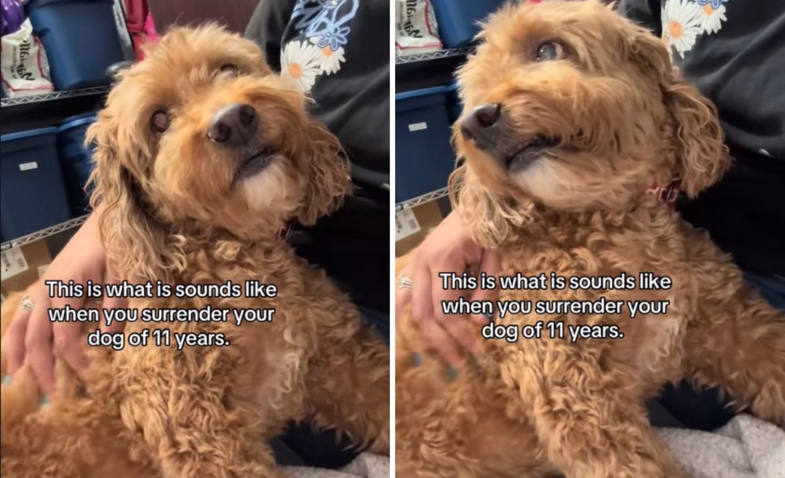 Senior dog surrendered
