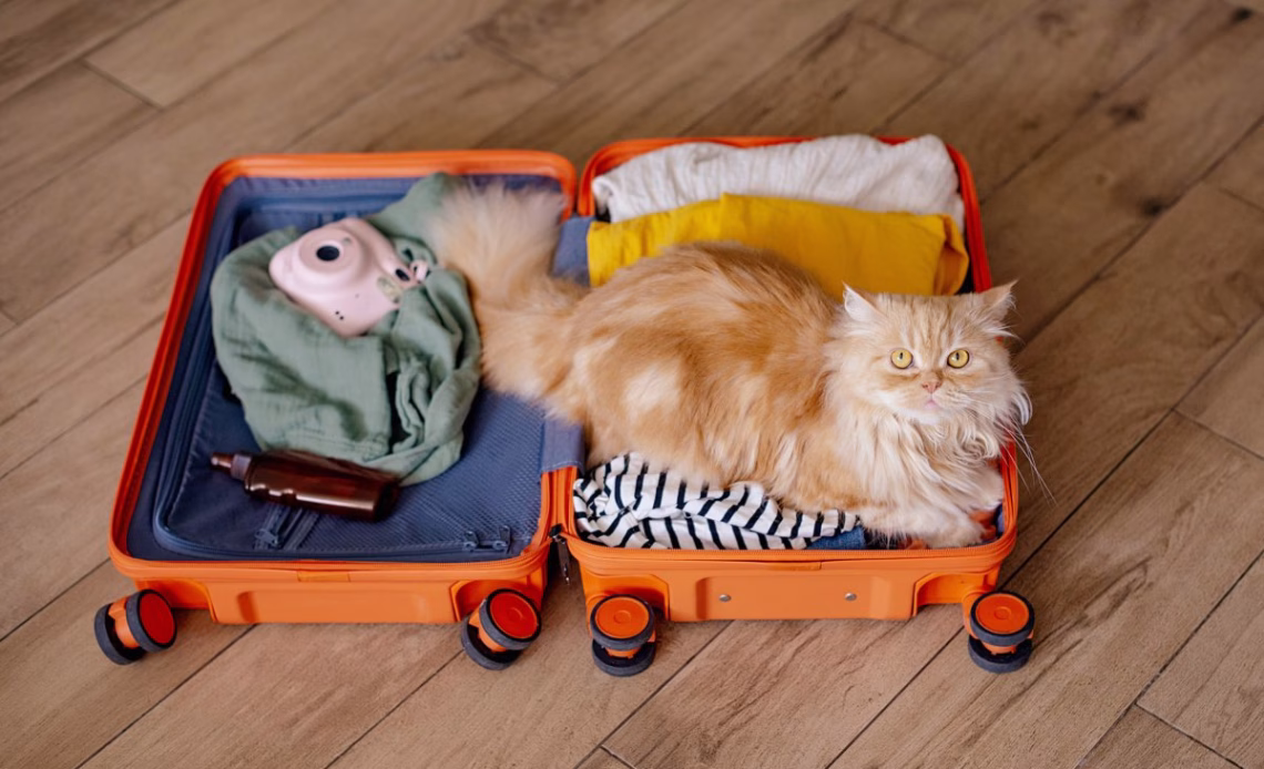 Orange cat in suitcase